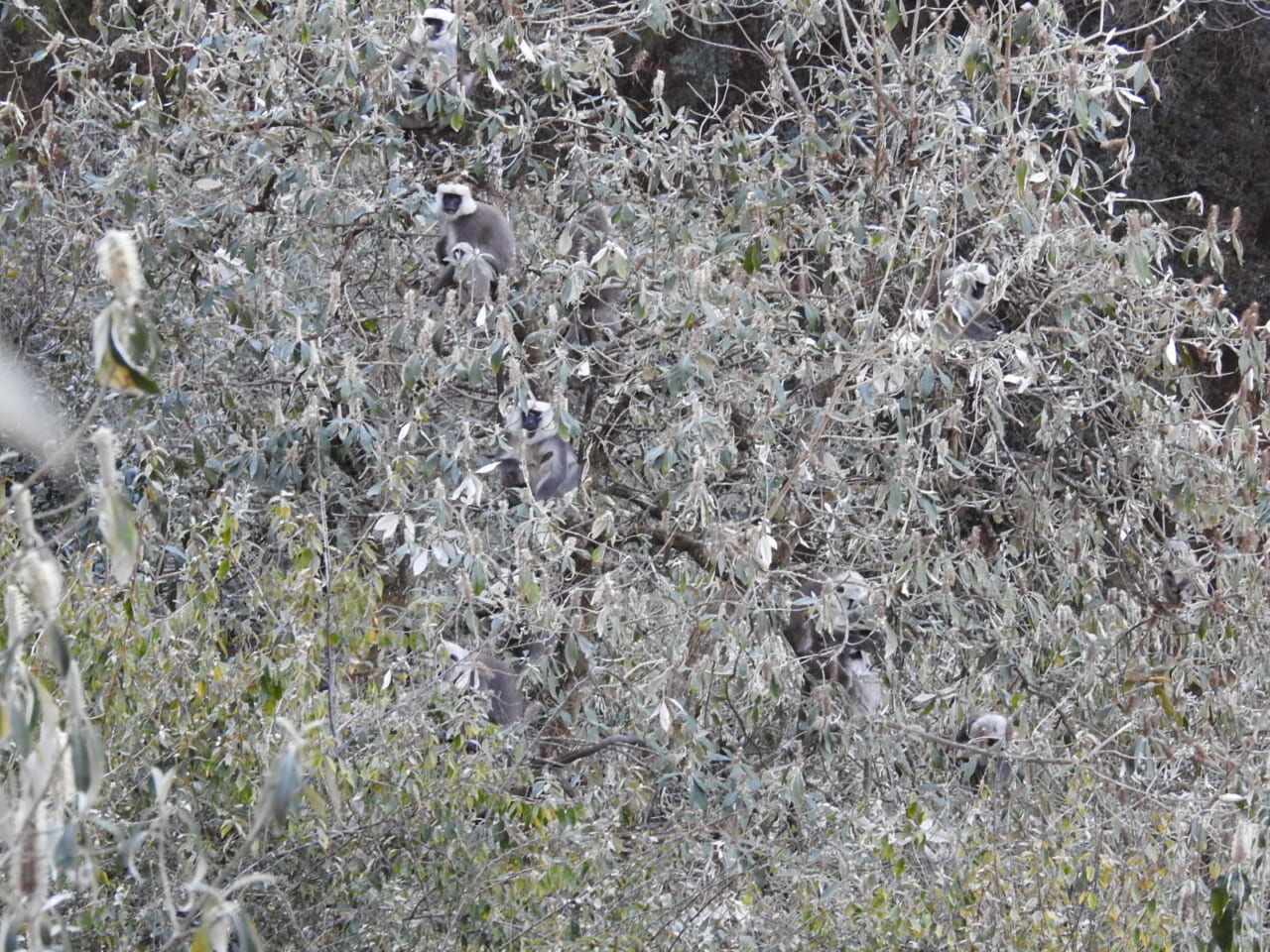 ラグールツリー(木にたくさんラグールがいます)