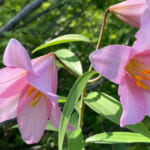 oz-d-tadami-mori-2026-2