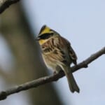 ミヤマホオジロ