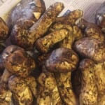 とれたての松茸！