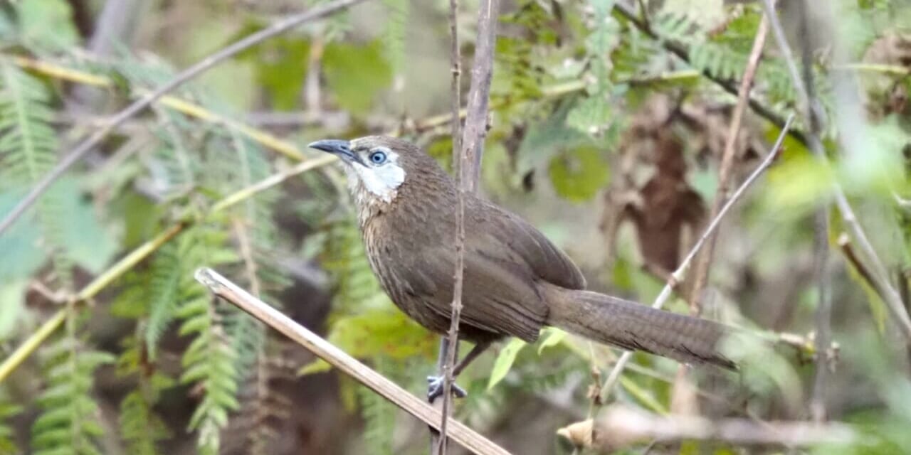 ネパール・チトワン国立公園とポカラ、ダンプス9日間【バード