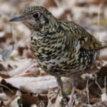トラツグミ