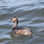 ハジロカイツブ