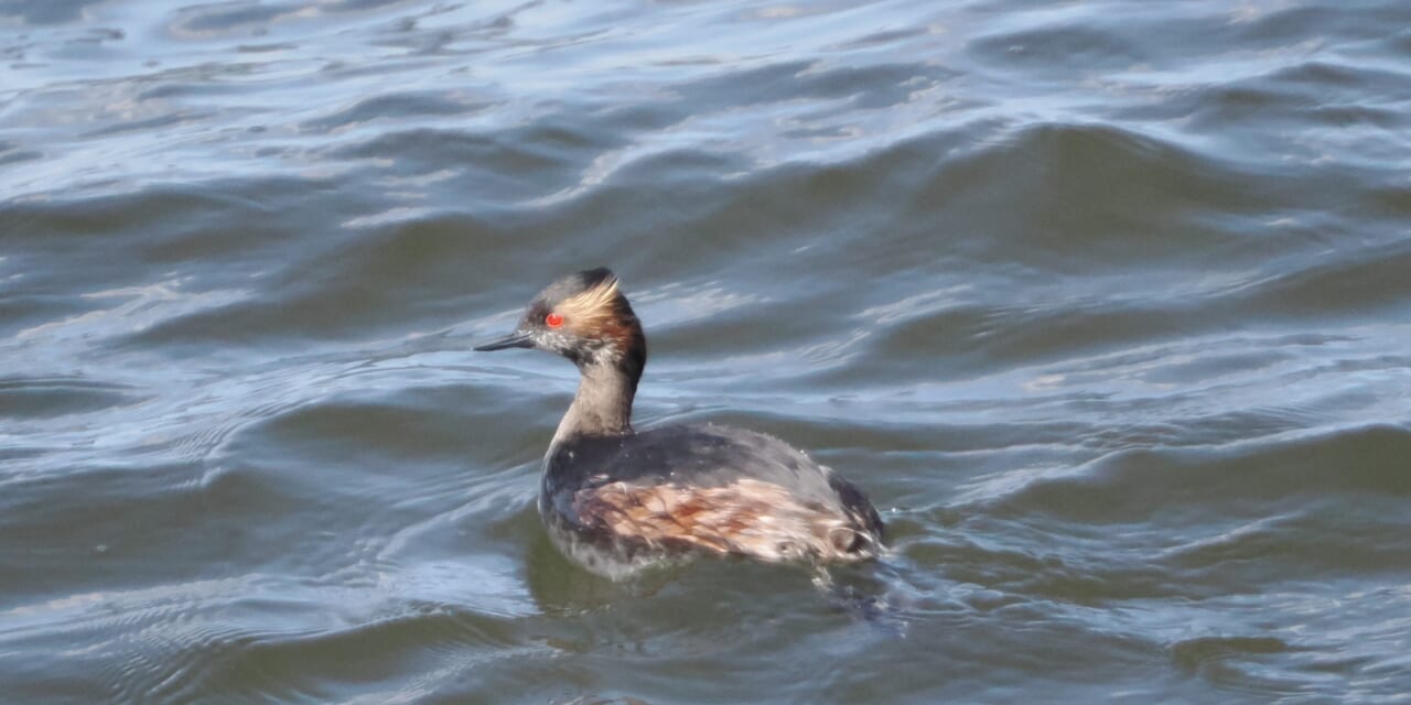 ハジロカイツブ