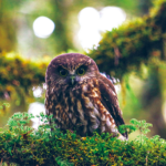 【風の便り】ニュージーランドの野生鳥類と大自然に魅せられて！新入社員が綴る「五感で感じる旅」への想い