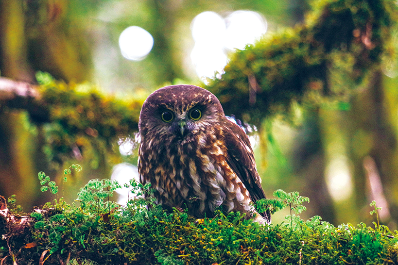 【風の便り】ニュージーランドの野生鳥類と大自然に魅せられて！新入社員が綴る「五感で感じる旅」への想い