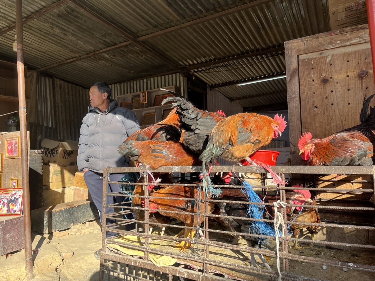 参道で売られるニワトリ（雄鶏）