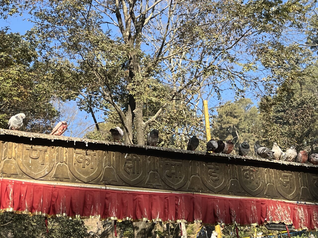 命拾いしたハト