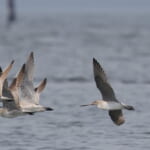 オオソリハシシギ