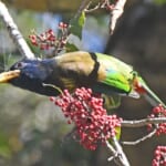 オオゴシキドリ