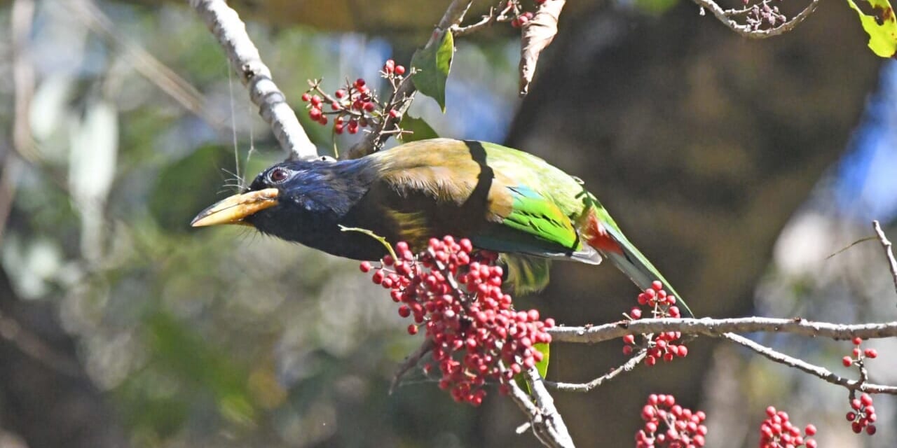 オオゴシキドリ