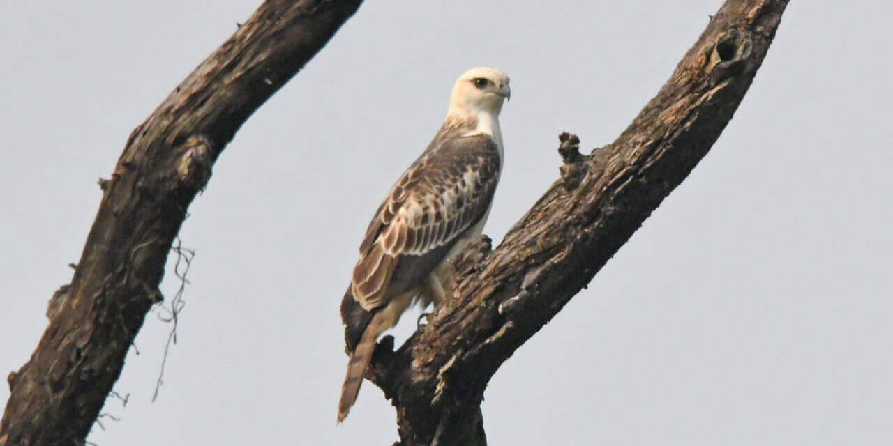 カワリクマタカ