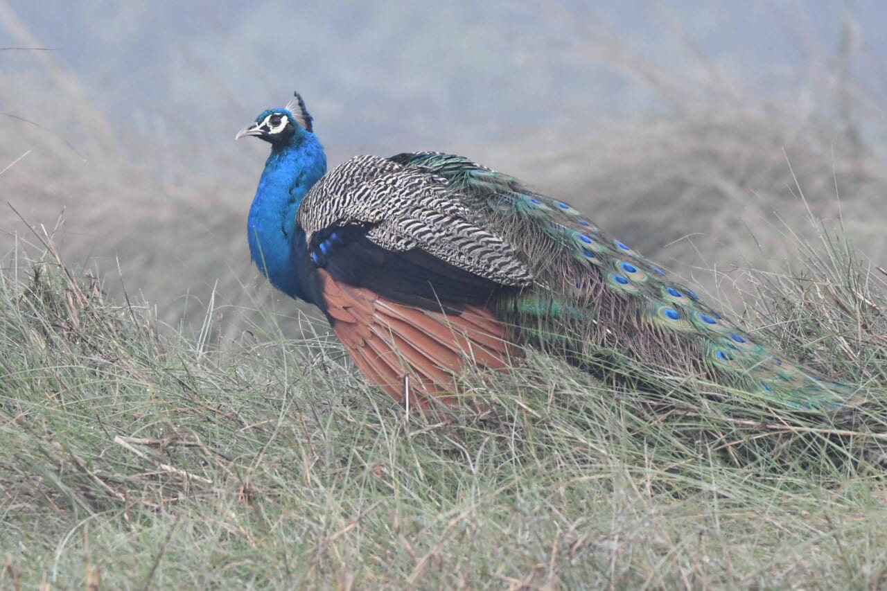 インドクジャク