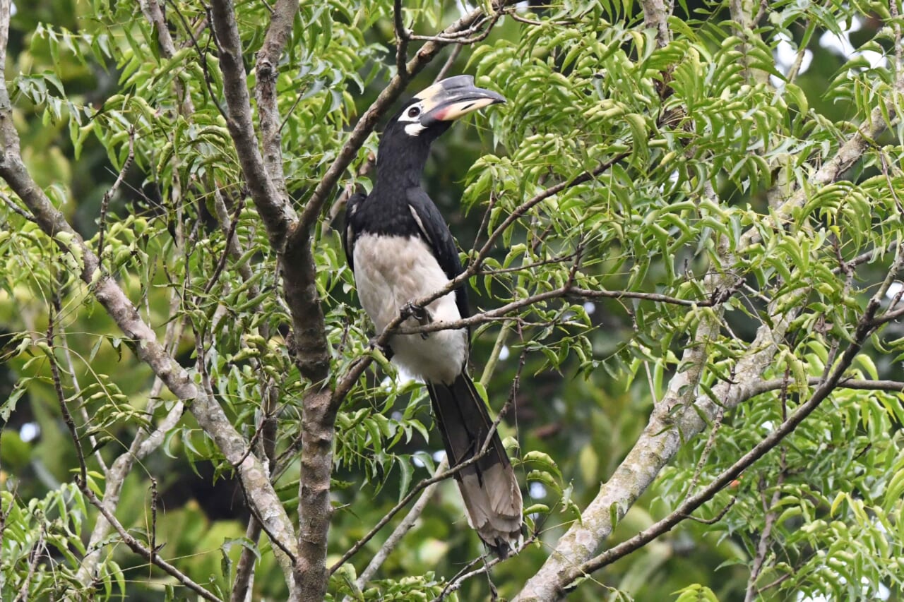 シロクロコサイチョウ 