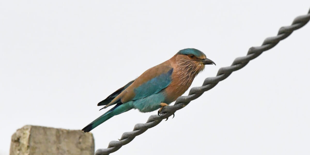 インドブッポウソウ