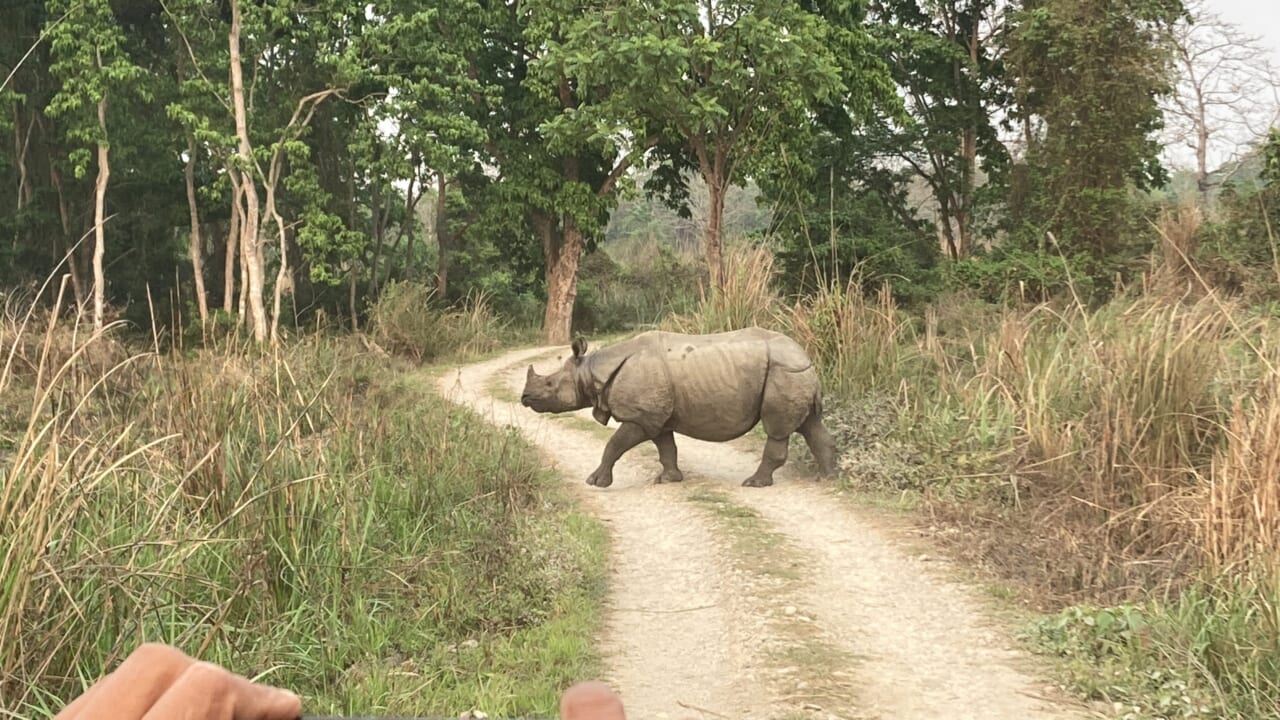 悠々とジープの前を横切るインドサイ