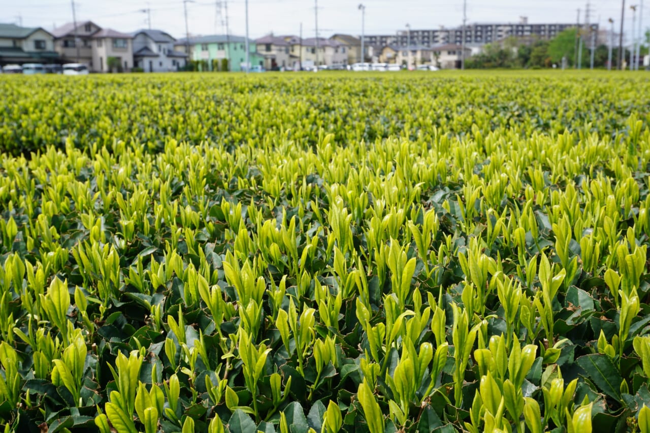所沢市岩岡の新茶の芽